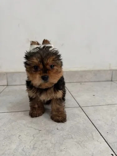 Yorkshire Terrier (Filhotes-Vendas)