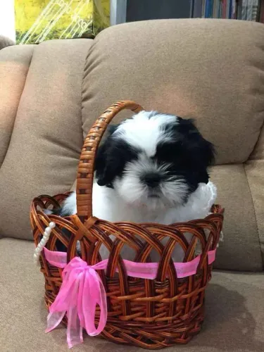 Filhote Shih Tzu, Os melhores amigos vêm em pacotes de fofura e amor!