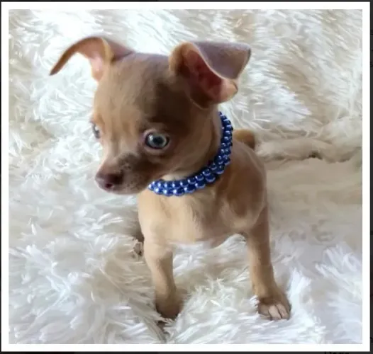 Chihuahua Fêmea Tricolor Para Toda a Família!