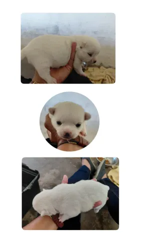 Chihuahua CBKC macho branco/creme
