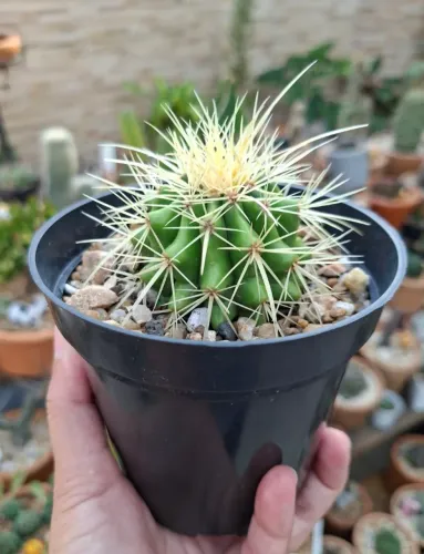 Echinocactus grusonii (poltrona de sogra)