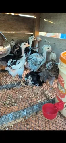 Pintinhos de Galinha Sertaneja Balão GSB