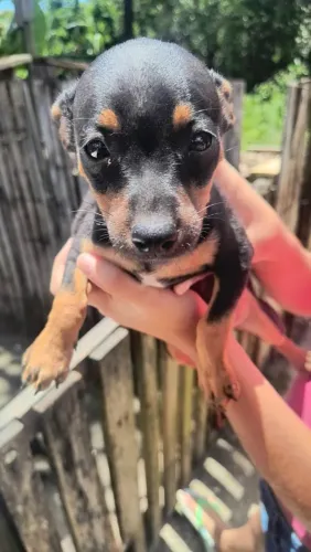 Pincher fêmea com 2 meses 600,00