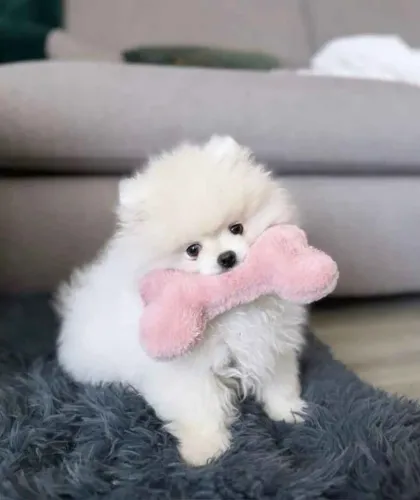 Filhote Spitz Alemão, Eles só precisam de um lar? e você de um amigo fiel!