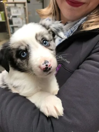 Border Collie Carinho que se encaixa no seu dia