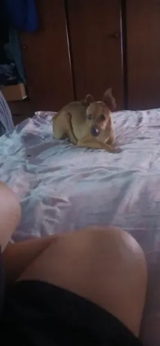 Tô vendendo é da raça pinscher 250 ele é macho puro é da Asa 1 com 0 Pitoco sem rabinho
