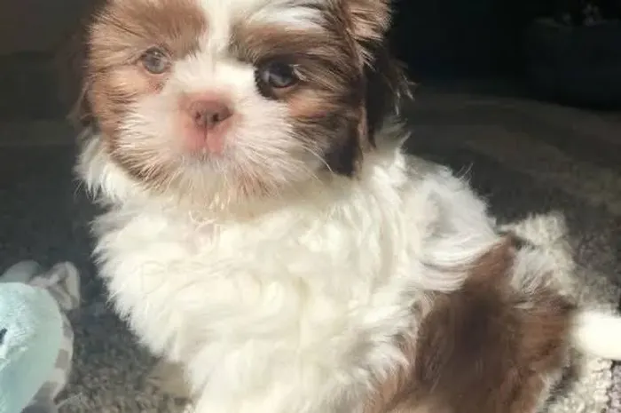 Maravilhoso filhote de Lhasa apso macho linhagem chocolate 