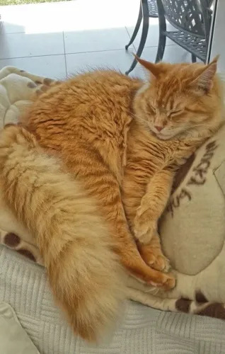 Gato Macho Amarelo