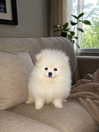 Spitz alemão anão a pronta entrega