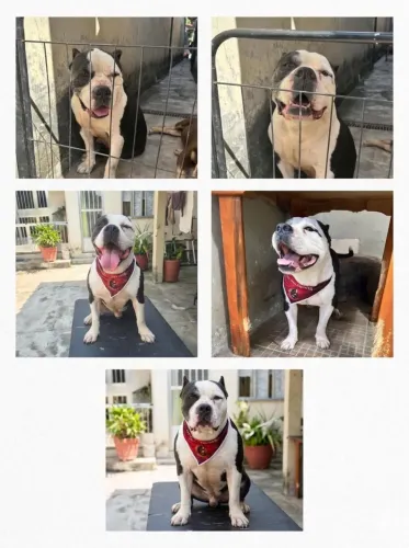 Doação Americam bully
