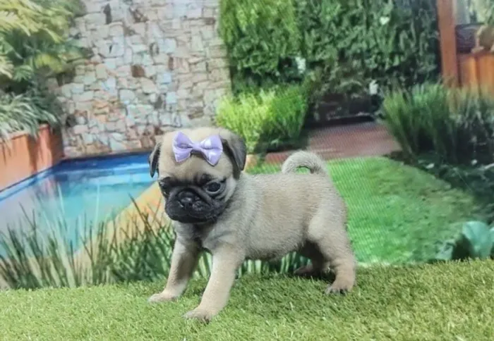 Filhote de Pug