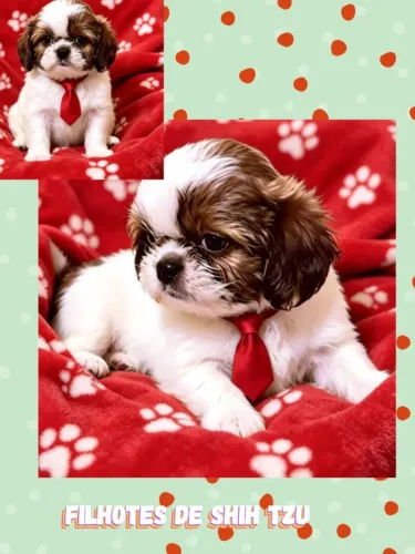 Filhotes de Shih tzu macho disponíveis