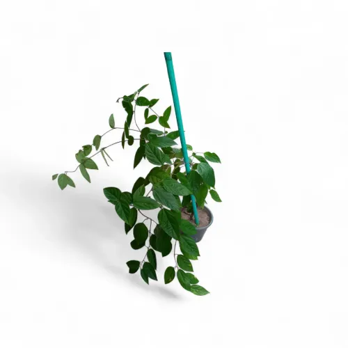 Planta lágrima de Cristo 