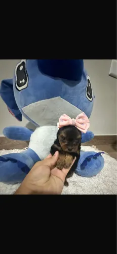 Yorkshire fêmea 52 dias vacinada e vermifugada