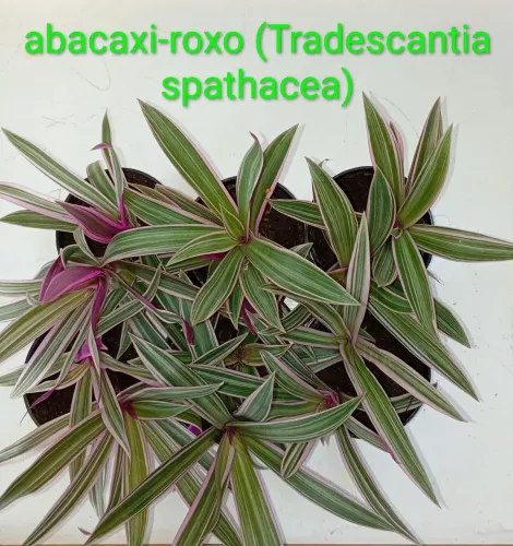 abacaxi-roxo (Tradescantia spathacea)