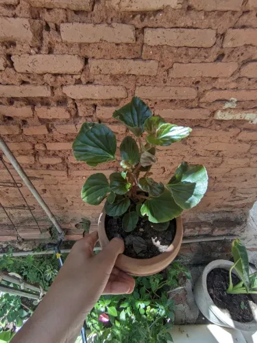 Plantas