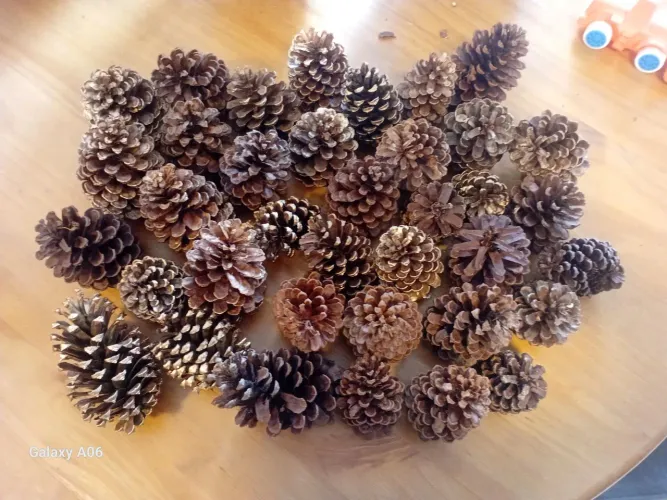 Pinhas para decoração de natal