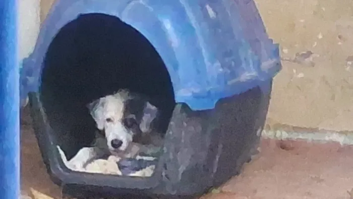 Doação de cachorro 