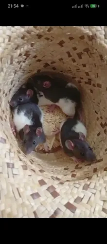 Ratos Twister Fêmeas 