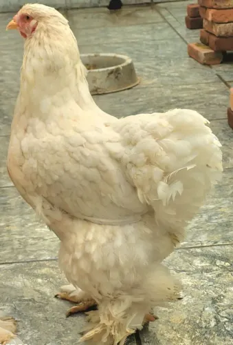 Galinha brahma