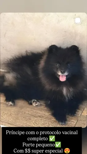 Macho de Spitz alemão Black