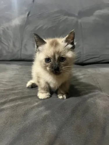 Doa se gatinhos