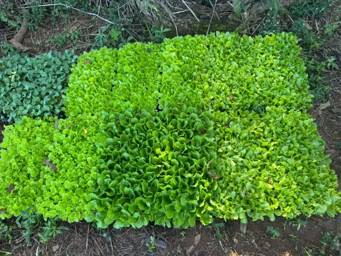 Terreno rural no alto da boa Vista em mateus leme