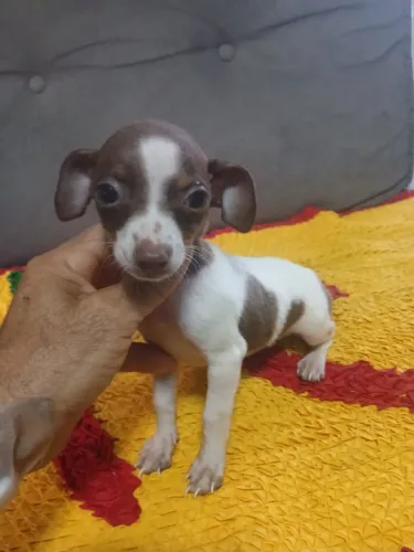 Pincher macho Exótico 
