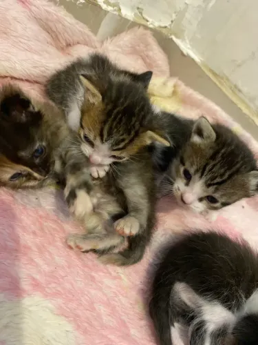 Filhotes de gatinho
