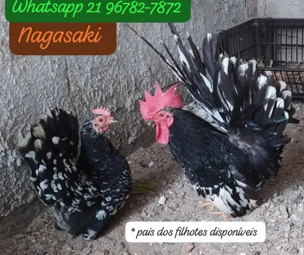 Galinha Nagasaki motled preto