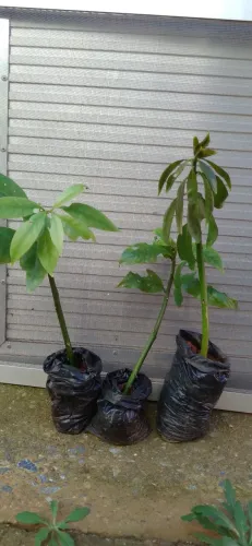 Vende-se mudas de árvores frutíferas e hortaliças 