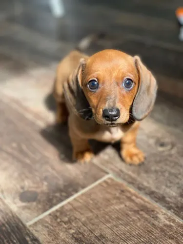 Basset Dachshund - Aceito Cartão! Entregamos em todo RJ! 