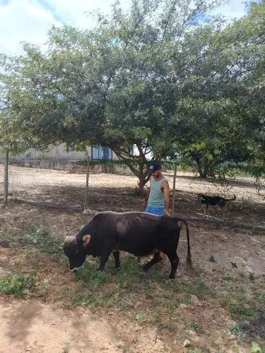 Mini boi