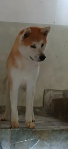 Akita