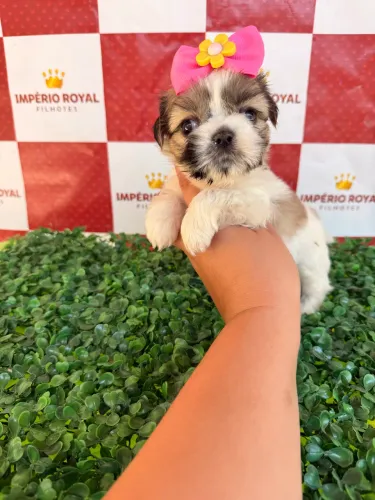 Shihtzu Fêmea minizinha com Pedigree cbkc