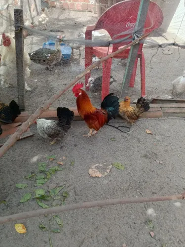 Galinhos garnisé ou da índia