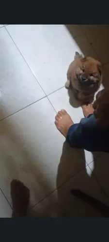 Filhote de Chow chow