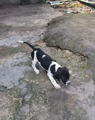 Perdigueiro branco Alemão