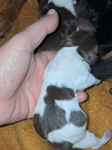 Filhotes de Linguicinhas dachshund