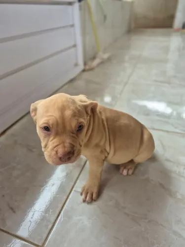 Filhote pitbull