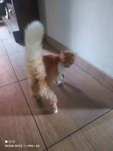 ? GATINHOS PARA DOAÇÃO ?