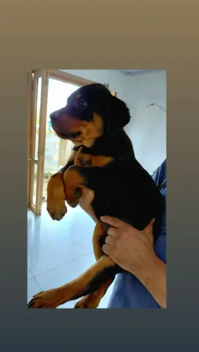 Filhotes de Rottweiler