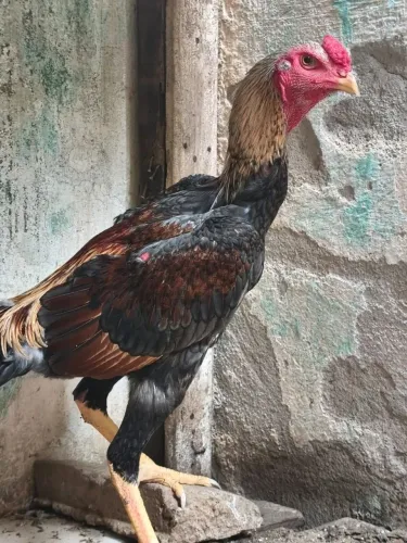 Frango cinza 7 meses