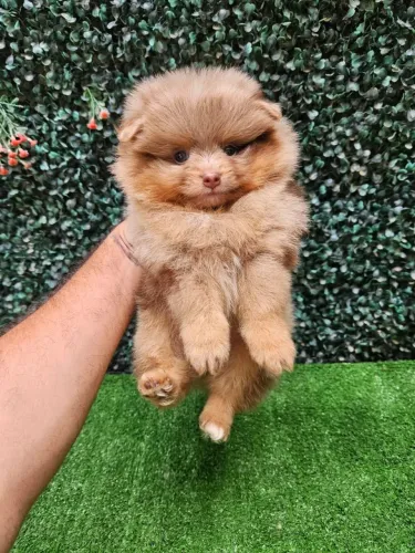 Spitz Alemão ( Lulu da Pomerânia )