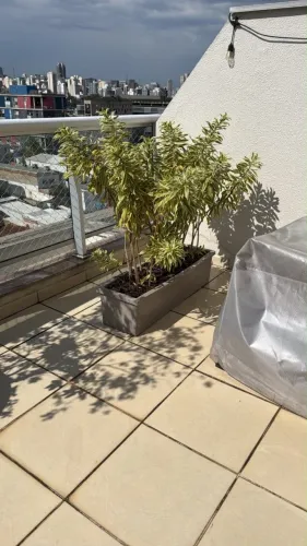 Jardineira com Pleomele