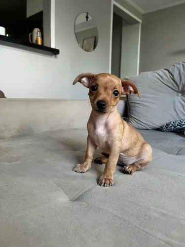 Pinscher fêmea muito dócil