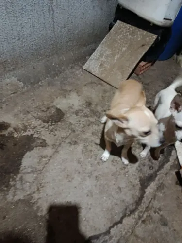 Pincher misturado com chihuahua macho 1  adulto 