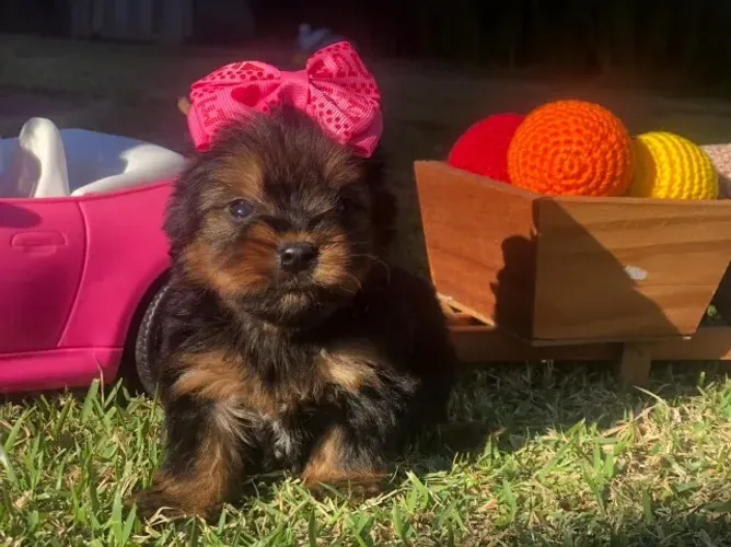 O Yorkshire Que Você Sempre Sonhou Pode Estar Esperando por Você!
