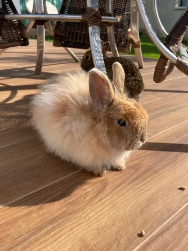 coelho mini lion 