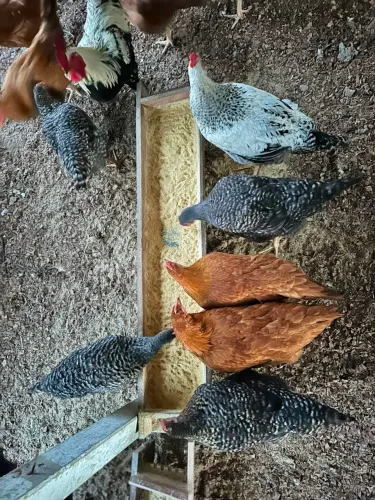 Galinhas Caipiras
